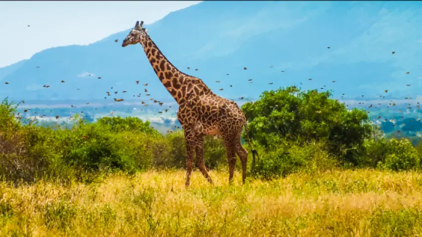 Africa Vacation Packages