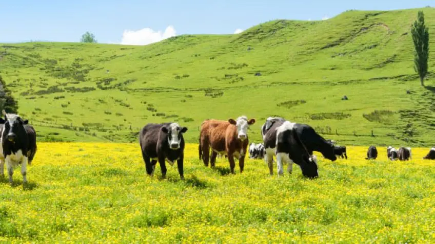 New Zealand Vacation Packages from Auckland