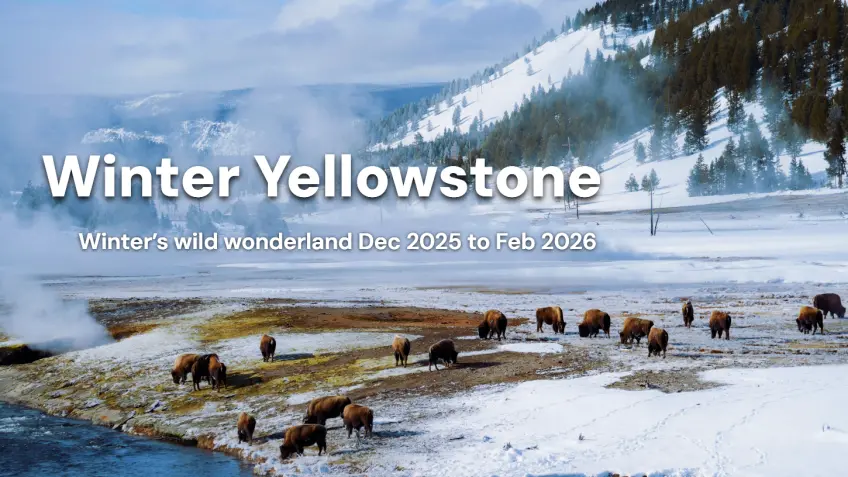 Winter Yellowstone Tours