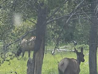 Yellowstone