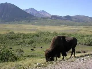 Buffalo Paddock