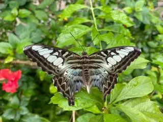 Butterfly Farm