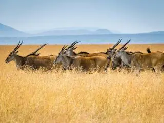 Maasai Mara National Reserve, Kenya