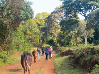 Aberdare National Park, Kenya