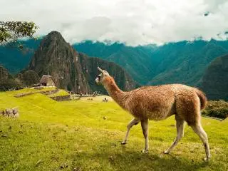 16-Day Cusco, Huayllabamba, Machupicchu, Ecuador and Isabela Island Tour from Lima with Airport Transfer