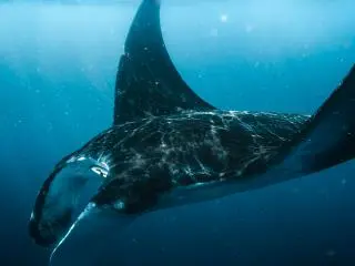 1-Day Manta Ray Night Snorkel Experience in Kona from Hilo