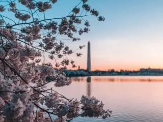 National Cherry Blossom Festival