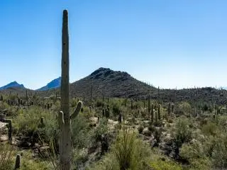 Arizona-Sonora Desert Museum