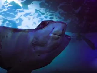 Aquarium of the Bay