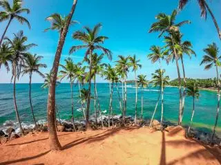 Coconut Tree Hill