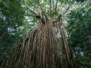 Curtain Fig Tree