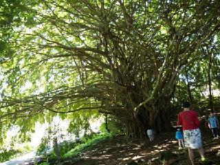 hawaii, oahu, monkey tree
