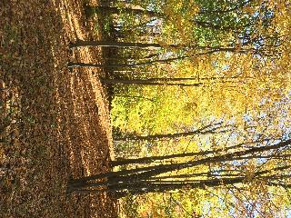Autumn forest Autumn forest