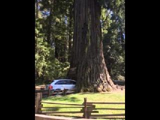 Redwood National Park, CA Redwood National Park, CA