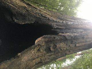 California California