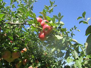 connecticut, apple picking, bishops orchard