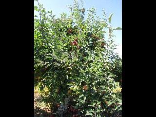 connecticut, apple picking, bishops orchard