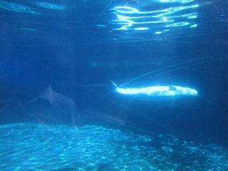 connecticut, mystic, mystic aquarium, White Shark