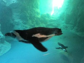 connecticut, mystic, mystic aquarium, penguin