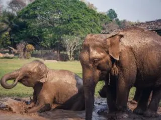 Elephant Jungle Sanctuary (Grand Canyon Branch)