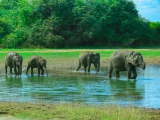 Elephant Safari