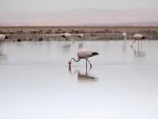 Salar de Atacama and Laguna Chaxa