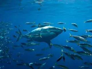 4-Hour Hawaii North Shore Oahu Shark Cage Tour