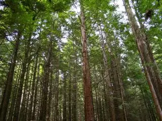 法卡雷瓦雷瓦红木森林 (Whakarewarewa Forest)