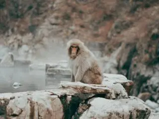Jigokudani Monkey Park