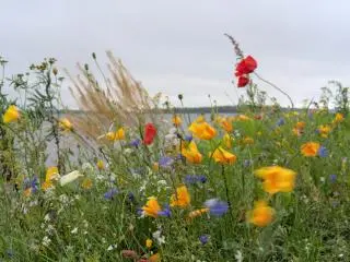 凯米 (Kemi, Finland)