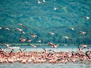 Lake Nakuru National Park, Kenya