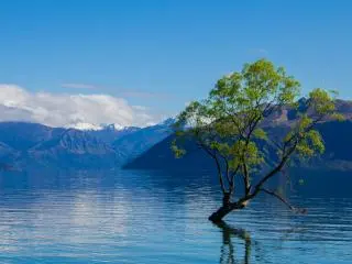 Lone Tree