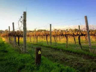 McLaren Vale, Australia