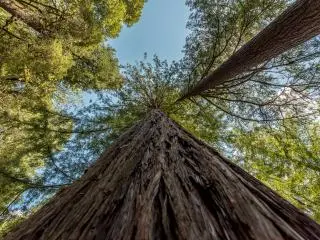Redwood National Park, CA