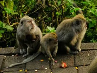 Monkey Forest Temple