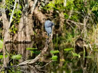 Everglades Airboat Adventure and Miami City Tour