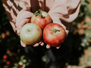 1-Day Danbury Railway Museum, Kent Falls and Apple Picking Fall Voyage Tour from New York