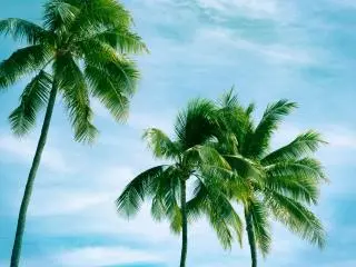 5-Day Hawaii Oahu Guided Tour from Honolulu: Pearl Harbor, Oahu Circle, North Shore  (Airport Transfers)