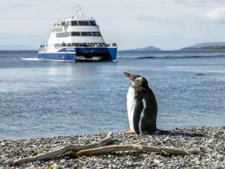 Penguin Island