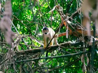 3-Day Puerto Maldonado, Amazon Rainforest Tour from Puerto Maldonado
