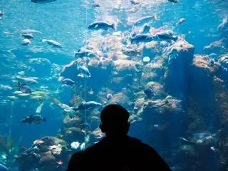 California Academy of Sciences