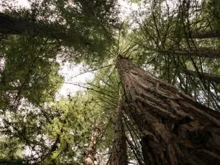 Samuel P Taylar State Park