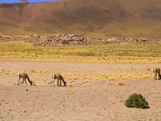 San Pedro de Atacama, Chile