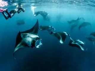 1-Day Manta Ray Night Snorkel Experience in Kona, Hawaii Big Island