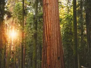 Sequoia National Park