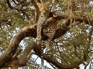 Tarangire National Park, Tanzania, United Republic of