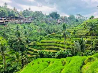 Tegallalang Rice Terraces