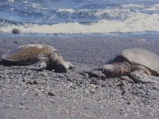1日游 -【私家体验|三色沙滩】夏威夷大岛包车：帕帕科雷亚绿沙滩+普纳鲁吾黑沙滩+科纳白沙滩+科纳咖啡农庄体验（希洛出发）