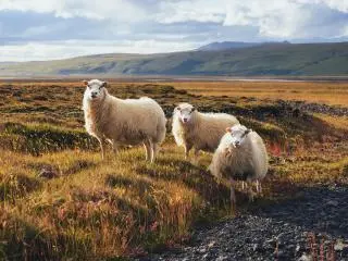 4-Day Thorsmork Glacier Valley Hiking Adventure Tour from Reykjavik (Mountain Huts)