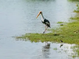 Udawalawe, Sri Lanka